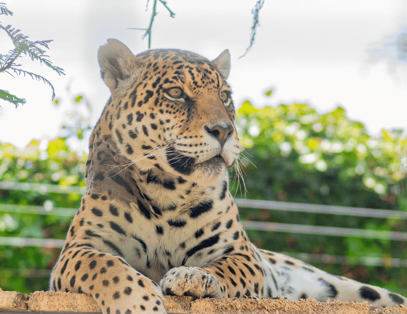 Visita Wiwa Quito
